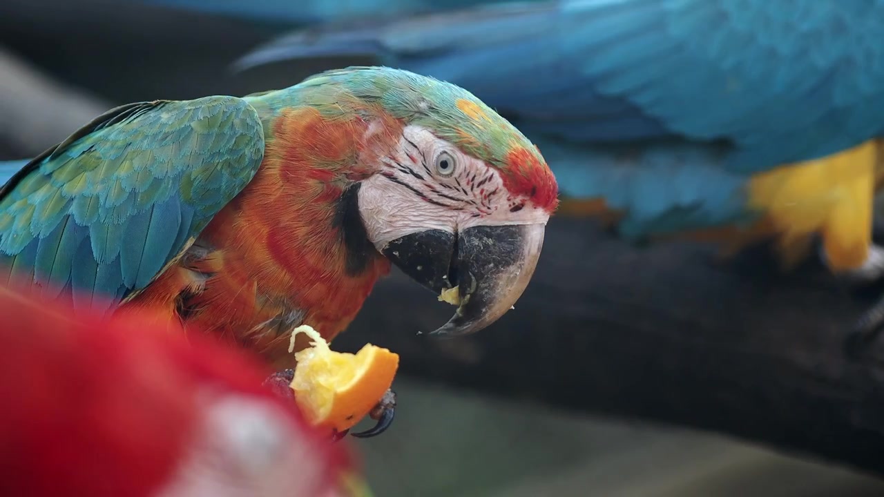 Close-up of a Colorful Macaw Parrot Eating Orange Fruit