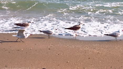 flock of audouin’s gulls at the beach, flying away while one of them remains on the ground