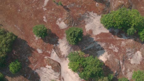 Beautiful-top-down-scene-from-Dutch-Nature-Reserve