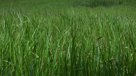 A-perennial-grass-native-to-tropical-and-subtropical-Asia-and-also-introduced-to-several-countries