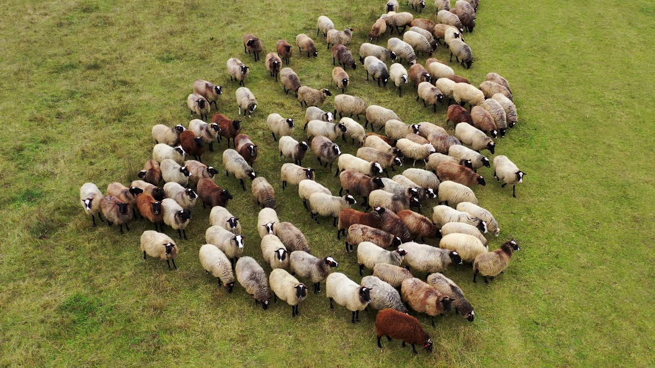 Sheep in herd feeding on grass in green field. Group of beautiful woolly animals on pasture. View from above. Circling shot.