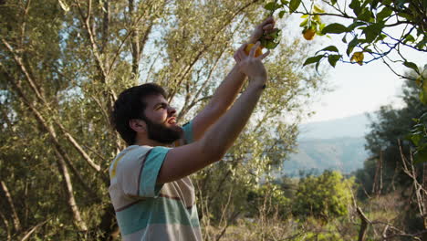 young man collecting lemons from a tall tree