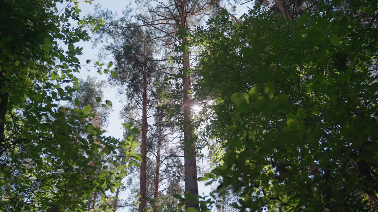 Woman dressed in white with large angel wings standing near fallen forest tree, sunlight filtering through leaves creating warm glow, symbolizing peace, and celestial grace in serene nature setting