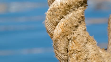 close up of nautical rope with blue water ripple in background