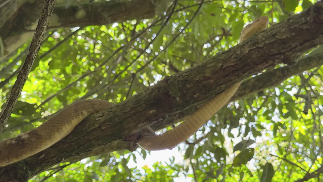 Serpente Bothrops insularis, conosciuto come la vipera dorata. Endemico dell'Ilha da Queimada Grande, Brasile.