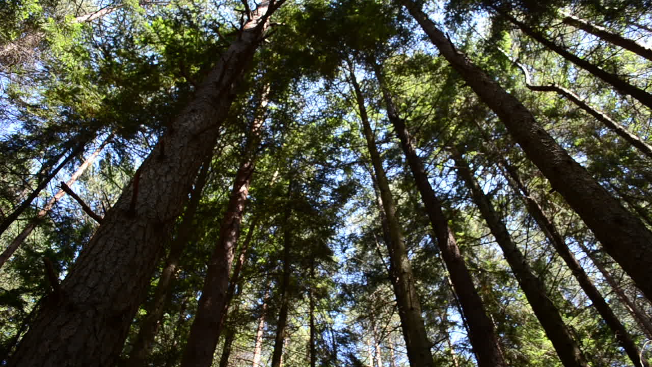 Pini contro il cielo. Scatto nel bosco