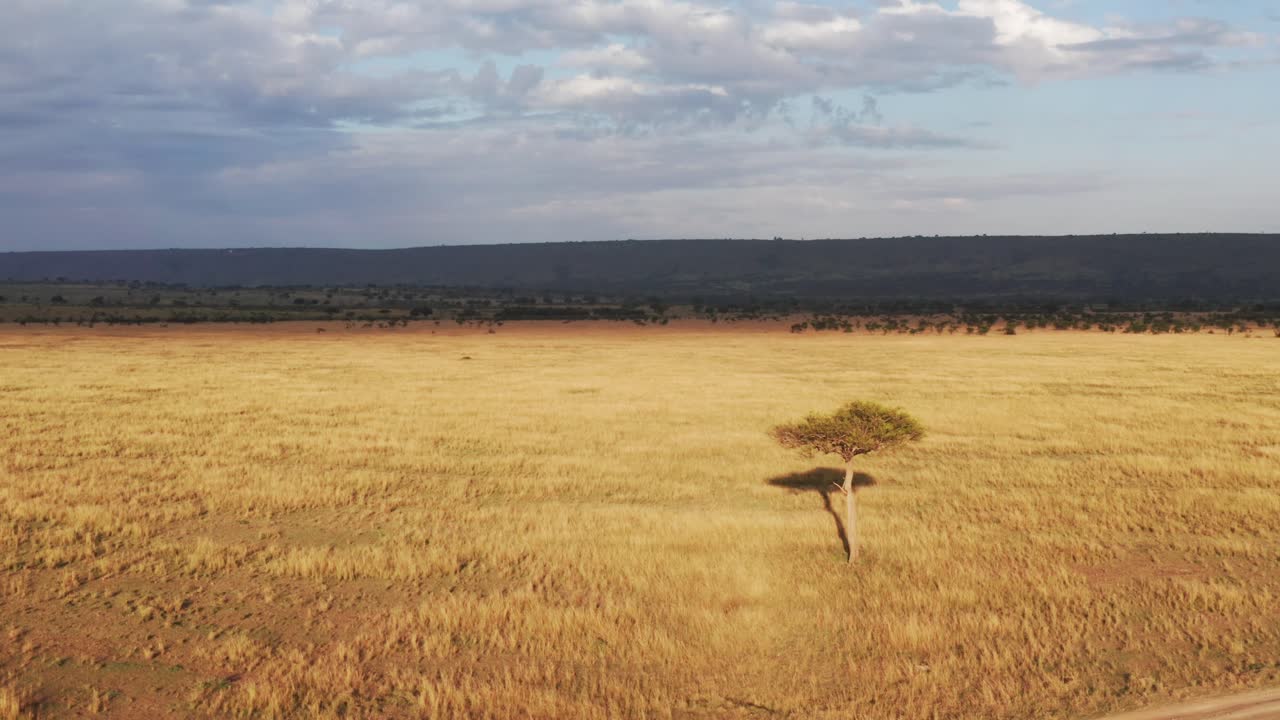 Aerial drone shot of Masai Mara Africa Savanna, Lone Acacia Tree, Vast Plains and Wide Open Grassland, Dramatic Beautiful Golden Light Kenya From Above, Low Shot Flying Through Maasai Mara