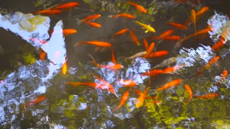 many goldfish swimming in a pond