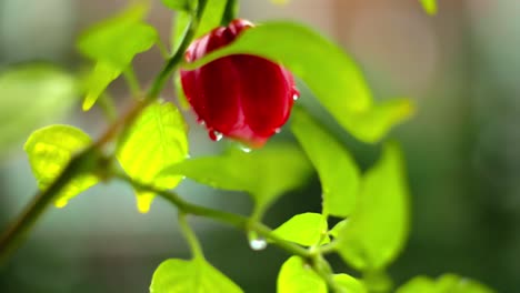 Pimientos-Rojos-Y-Verdes-Gomosos-De-Primer-Plano-En-La-Plantación-De-La-Granja-De-Vid-En-El-Deleite-De-Los-Días-Soleados