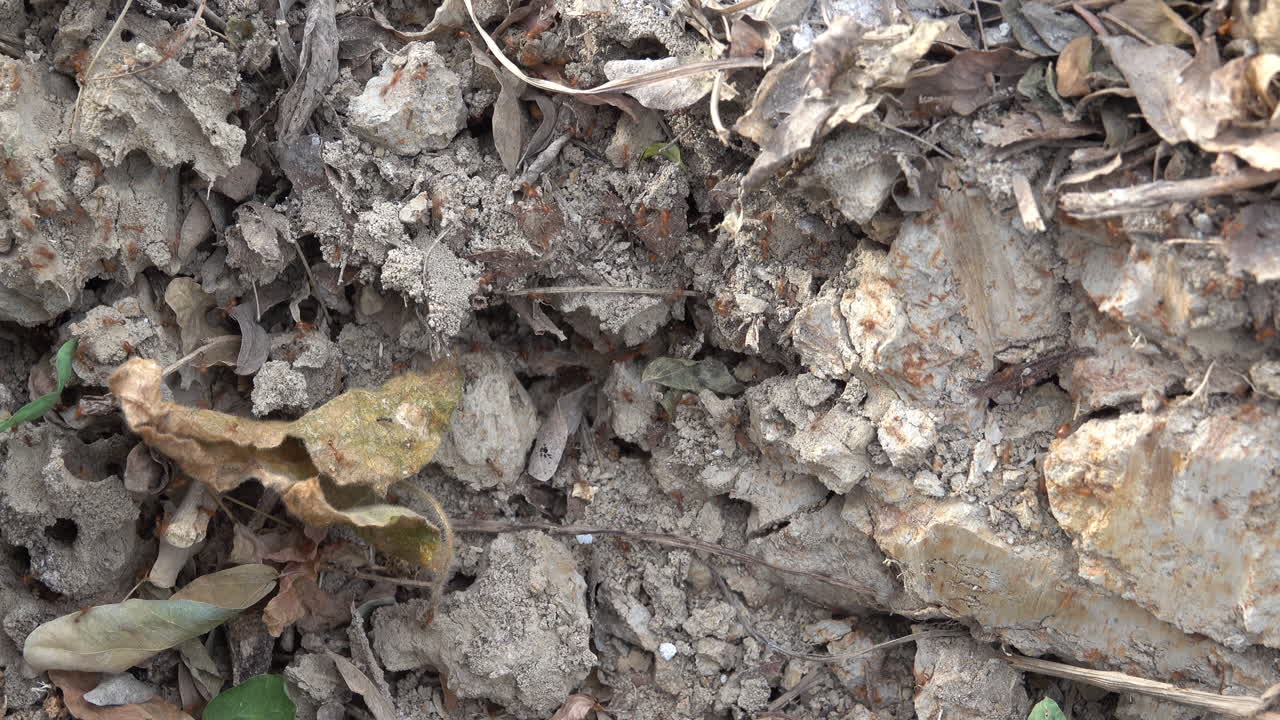 Fire ants in Thailand suddenly swarming out of their nest in the ground