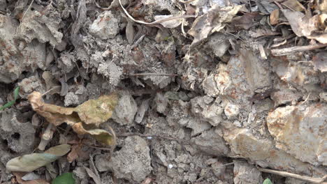 fire ants in thailand suddenly swarming out of their nest in the ground