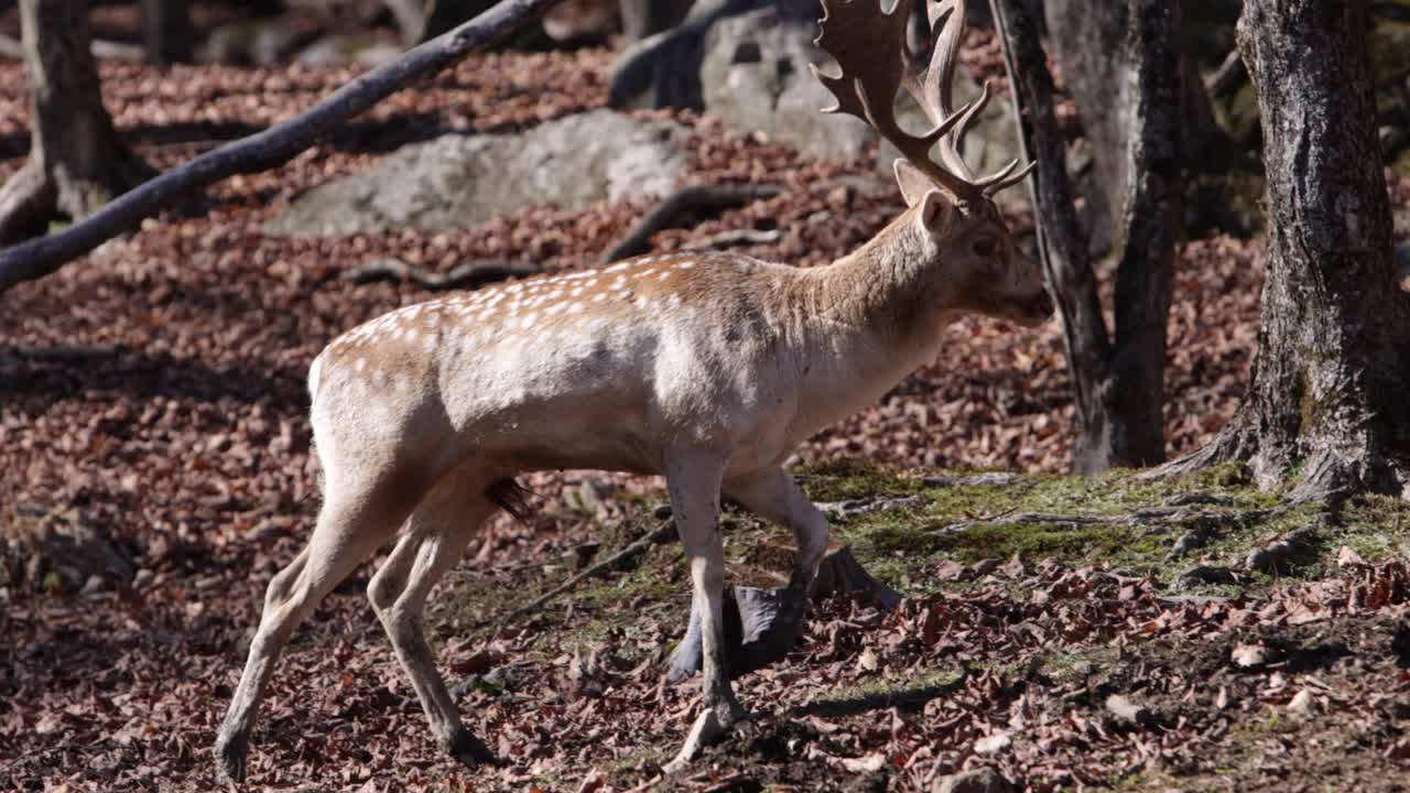 ciervo en barbecho caminando por el bosque de otoño closeup siga el perfil lateral de la leva rodando con suave animal