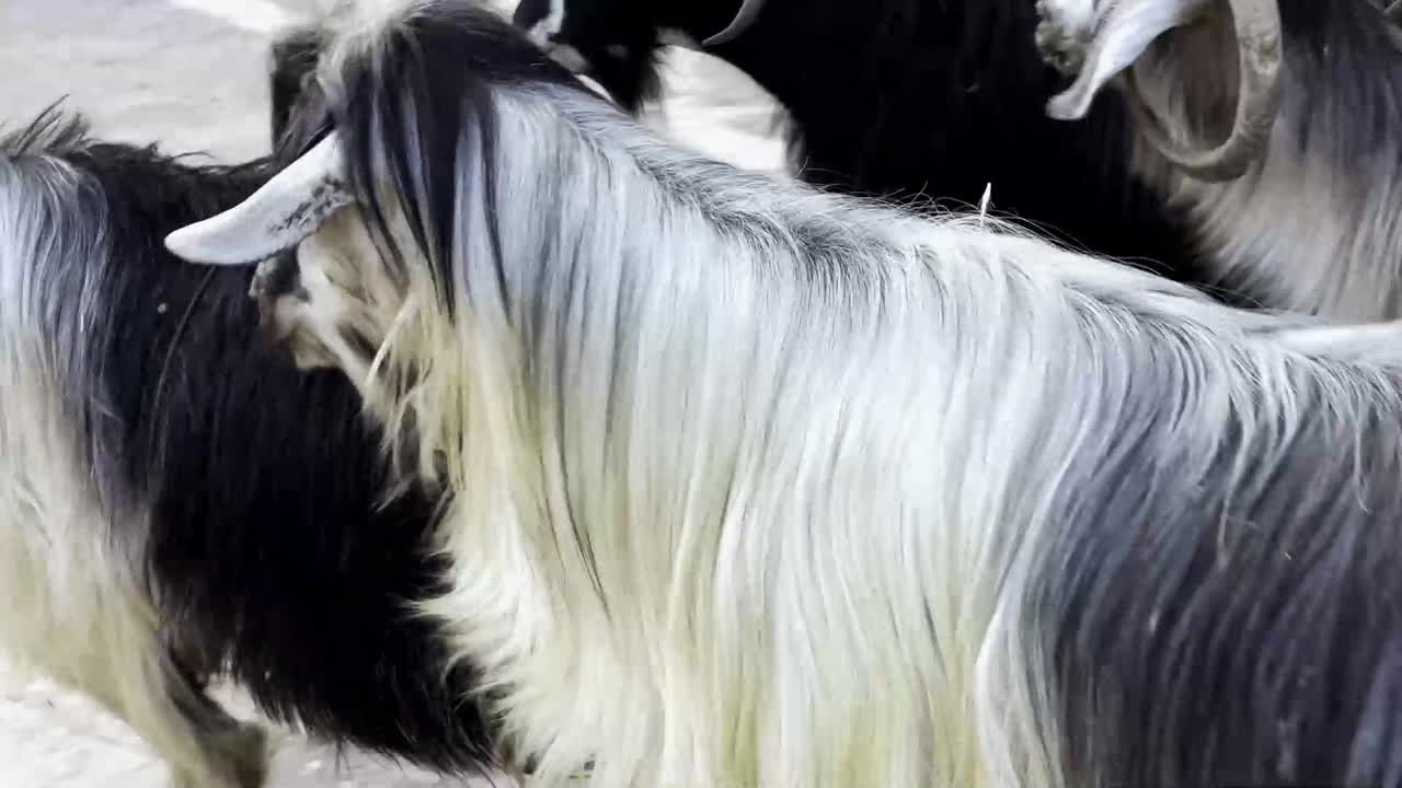 마르딘, 칠면조, 영화 장소 및 사람들의 활동 - 스트리트 뷰 - 염소 산책로