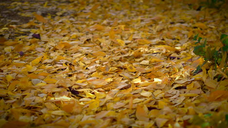 hojas amarillas de otoño sopladas por el viento en el bosque