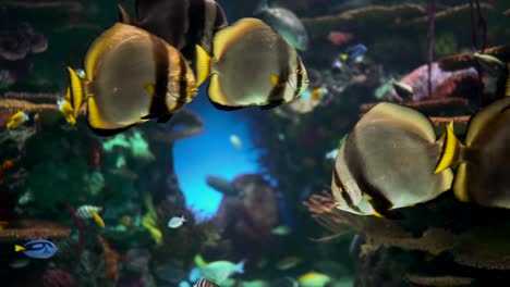 gran acuario decorado con un arrecife de coral con peces tropicales, tortugas y rayas