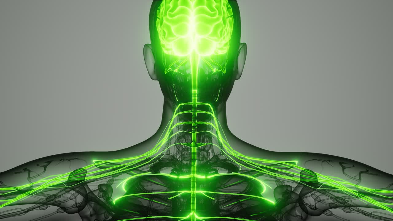 y el sistema nervioso del cerebro humano