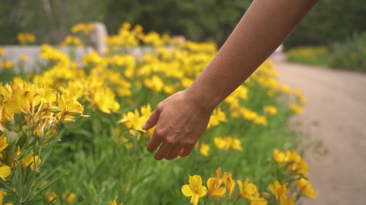 primer plano de la mano femenina acariciando tocar flores amarillas 2 en cámara lenta y 60 fps