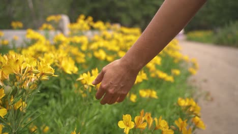 Primer-Plano-De-La-Mano-Femenina-Acariciando-Tocar-Flores-Amarillas-2-En-Cámara-Lenta-Y-60-Fps