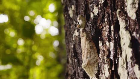 Fulgora-Laternaria-O-Insecto-Cocodrilo-Caminando-Por-La-Corteza-De-Un-árbol-Perfectamente-Camuflado-Con-Los-Surcos-Del-árbol