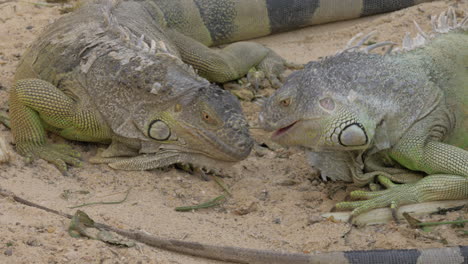 two big green iguanas eating plants