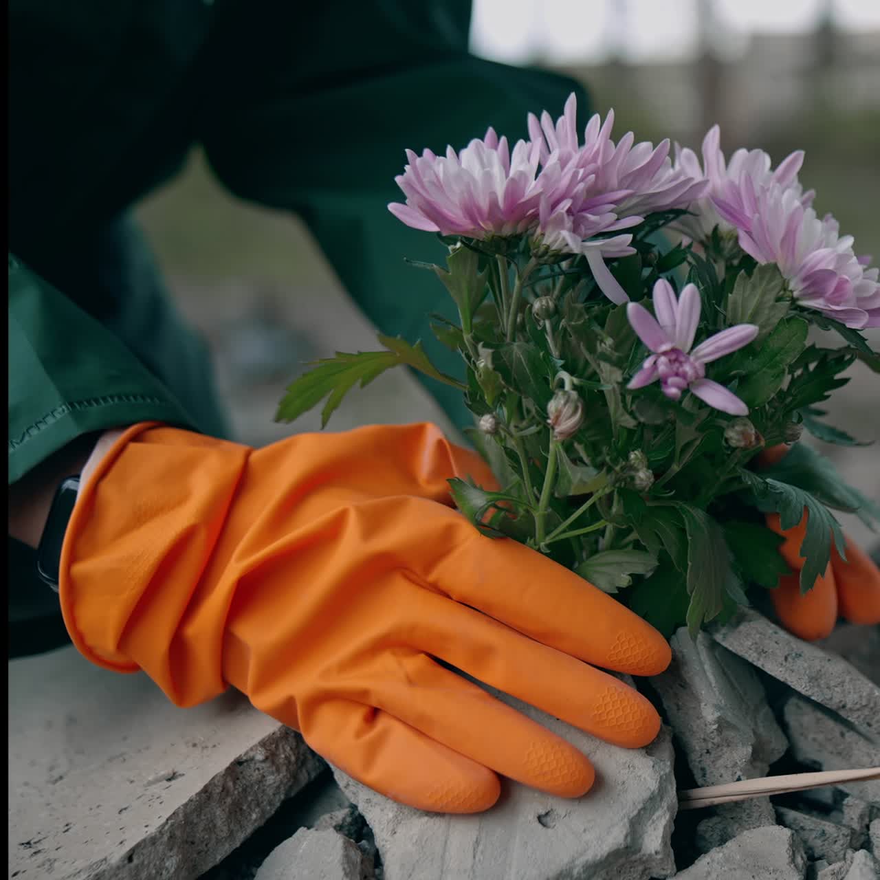 Bunch of flowers in stones. Ecologist in protective gloves and suit touching fresh flowers in place with chemical attack. Ecological problems
