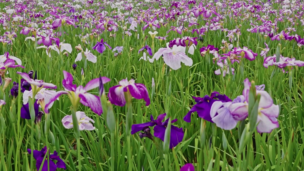 A thick carpet of purple, magenta and white irises covers the entire frame, creating an immersive close-range view of overlapping petals and stems.