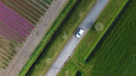 drone footage of an electric white car driving in noordoostpolder in green and purple tulip fields from above bird eye view in the netherlands