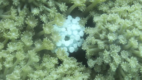 goniopora, a menudo llamado coral maceta, es un género de coral pétreo colonial que se encuentra en el mar rojo es un coral enigmático que ha capturado la fantasía de muchos aficionados a los arrecifes