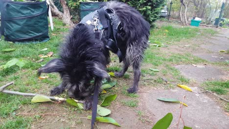 dog playing with branch during gardenwork