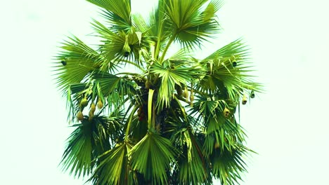 Weaver-bird-nest-in-an-Asian-Palmyra-palm-tree-waiving-in-the-wind-in-Bangladesh---exploring-weaver-bird-nests-and-the-beauty-of-the-Asian-Palmyra-Palmweaver-bird-nest,-Asian-palmyra-palm