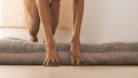 dog walking on a dog bed