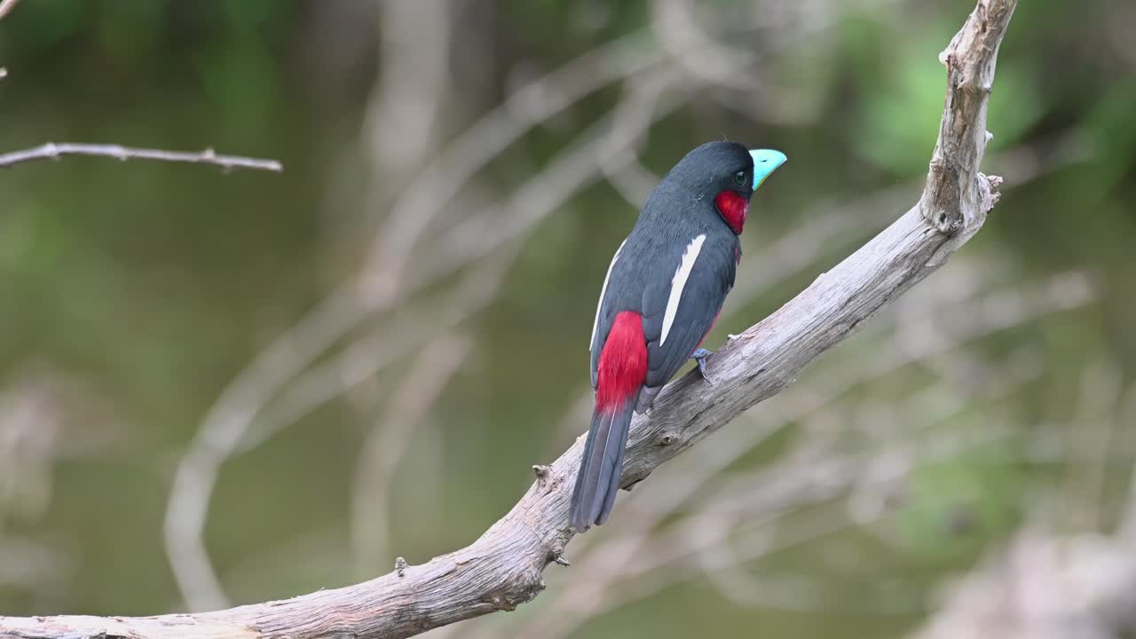 검정과 빨강 broadbill, cymbirhynchus macrorhynchos, 태국
