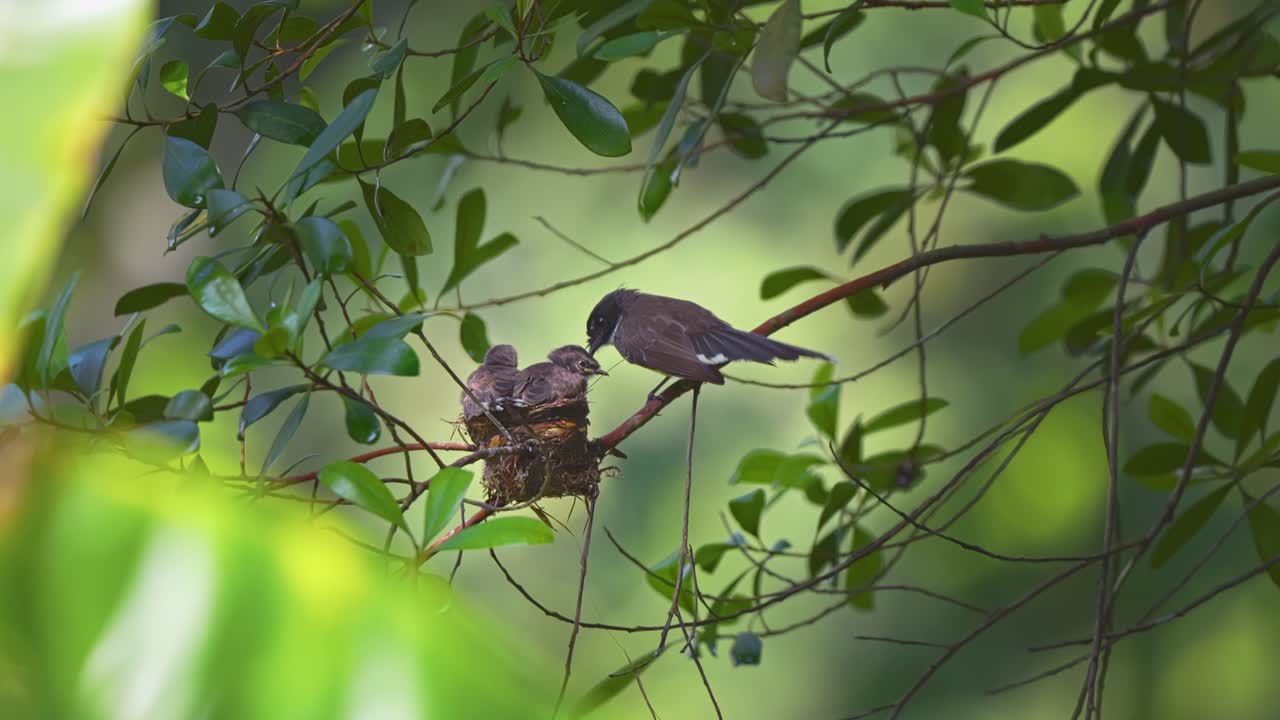Oriental Pied Fantail Birds On Green Tree - Static Shot