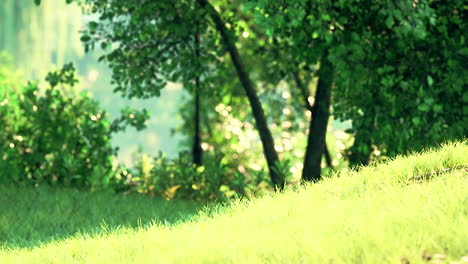 scenic-view-of-the-park-with-green-grass-field-in-city