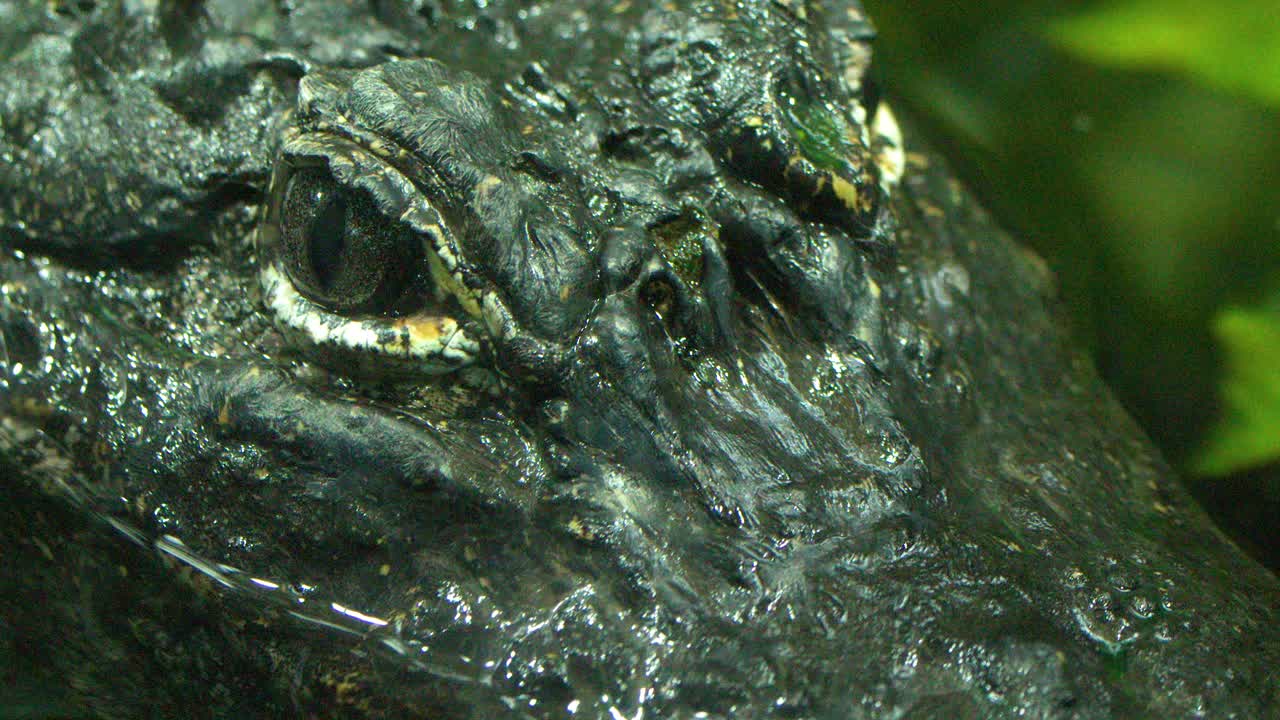 A detailed close-up shot of an alligator's eye and textured scales above dark water