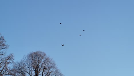 silueta de pájaros volando contra el cielo azul - disparo de seguimiento