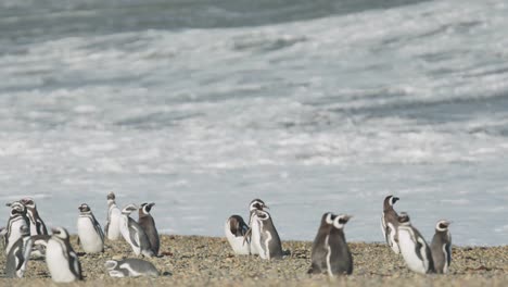pingüino saliendo del grupo cerca del agua en la playa