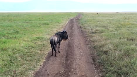 un magnífico ñu bloqueando el camino en un camino de tierra en tanzania, estático