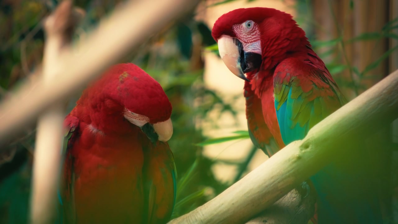 Due splendide are rosse e verdi posate su un ramo d'albero