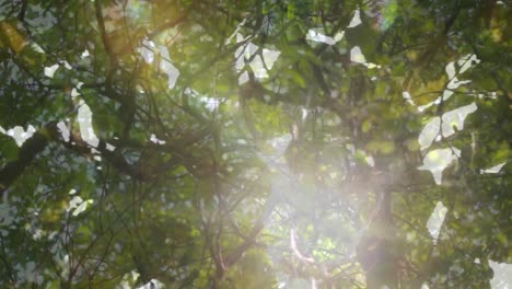 animación de la luz sobre el bosque y las hojas