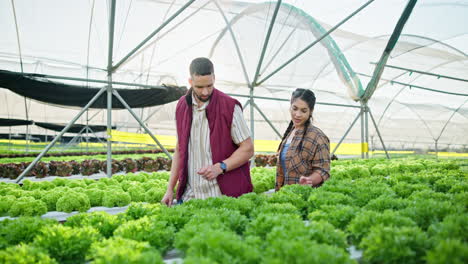 Hydroponic Lettuce Greenhouse