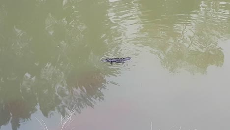 Cute-and-elusive-Australian-Platypus-swimming-on-surface-of-water-before-diving-underwater