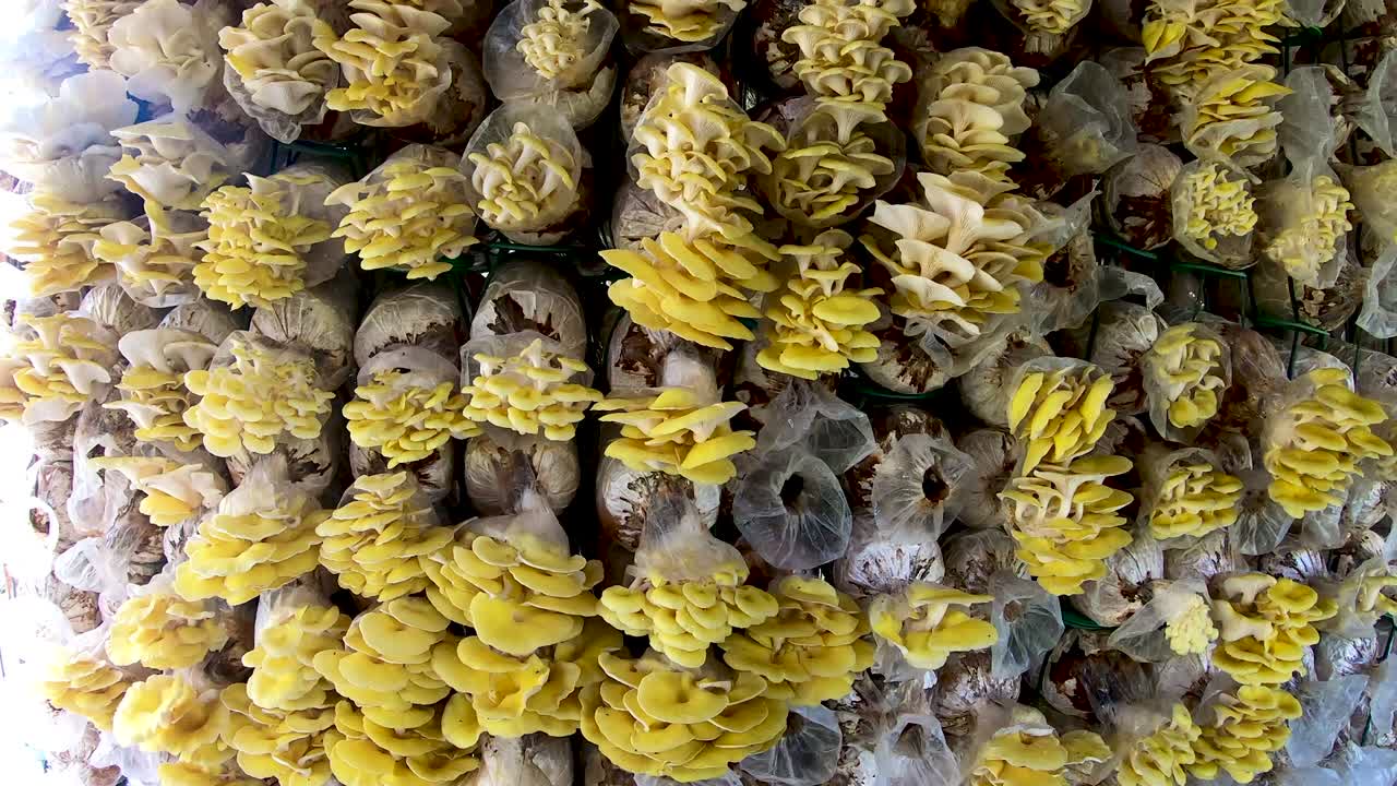 버섯 농장 벽 배경의 움직임