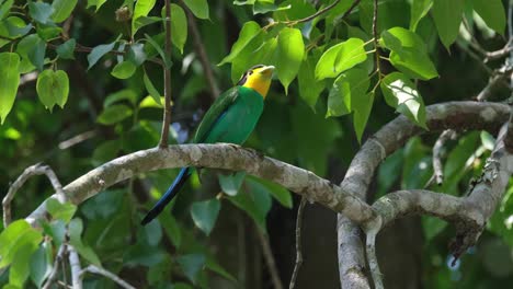 looking around from its perch on top of a tree, a long-tailed broadbill psarisomus dalhousiae is waiting for its mate inside a national park in thailand.