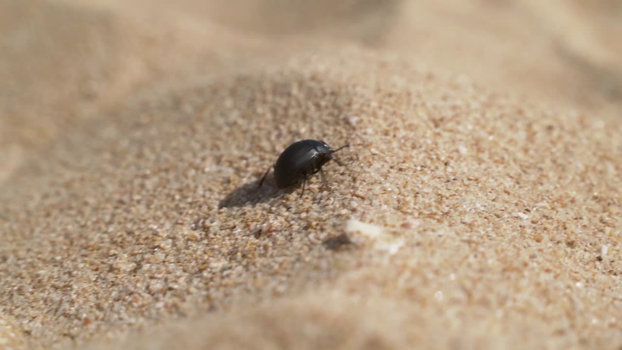 escarabajo negro camina por la arena, toma en movimiento