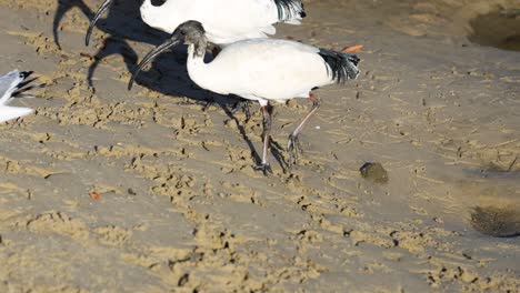 las gaviotas y los ibis interactúan en la playa de arena