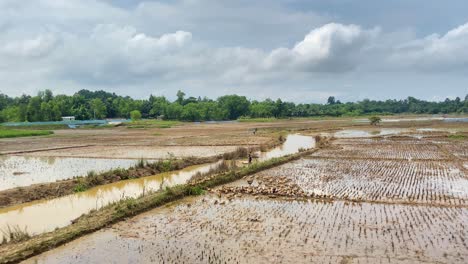 Ducks-feed-in-flooded-rice-paddy-field-wide-establishing-shot