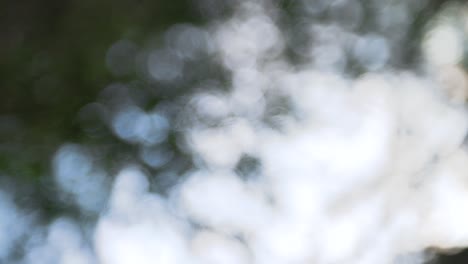 out of focus abstract bokeh zooms into dreamy forest branch background