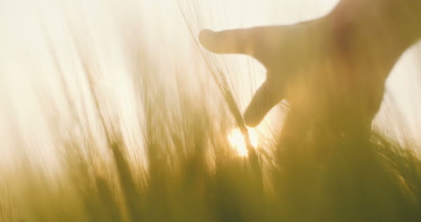 touching wheat crops 4k