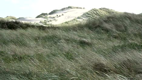 sand dunes with dune grass in the wind of the north sea, hiking dunes, dike protection, sondervig, jutland, denmark, 4k